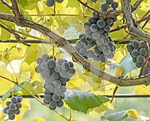 Dark red, purple grapes fruit hang, Vitis vinifera (grape vine) green leaves in the sun, close up