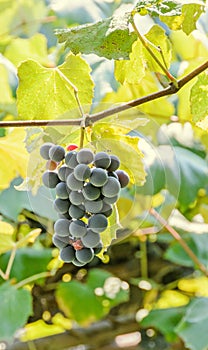 Dark red, purple grapes fruit hang, Vitis vinifera (grape vine) green leaves in the sun, close up