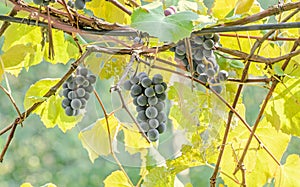 Dark red, purple grapes fruit hang, Vitis vinifera (grape vine) green leaves in the sun, close up