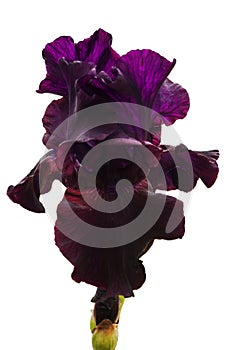 Dark red and purple iris flower with lush petals and blond veins on a white isolated background