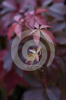 Dark red,purple leaves with tiny yellow and beautiful details.Autumn mood ,great for background and wallpaper