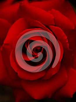 Dark red rose