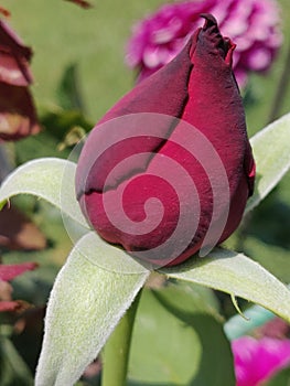 Dark red rose bud in a garden