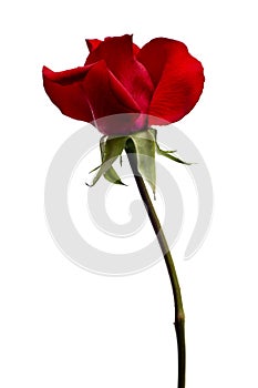 Dark red rose closeup isolated on white background