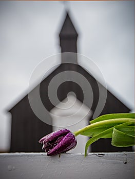Dark red rose of death in front of Black Church in Iceland