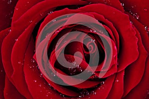 Dark red rose with dew drops