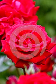 Dark red rose flower