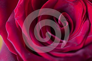 Dark red rose flower detail, macro shot for mother`s day greeting card or book cover design