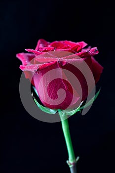 Dark red rose flower with droplets on black background, macro shot for mother`s day greeting card or book cover design