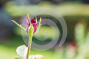 A dark red rose flower that has just begun to open its bud against the background of a blurry background of garden beds photo