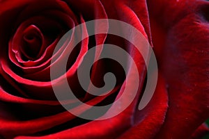 Tmavý červená růže v plný kvést 