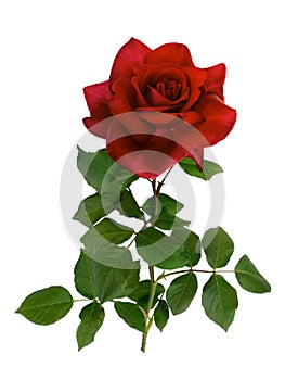 Dark red rose with green leaves isolated on white