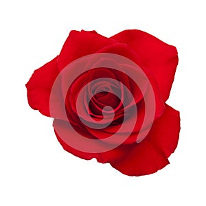 Dark red rose isolated