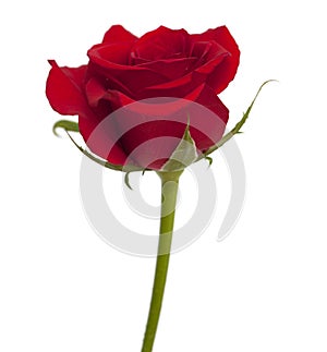 Dark red rose isolated