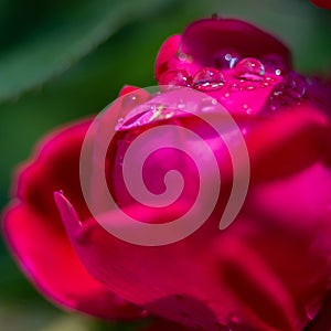 Dark red rose macro with water droplets