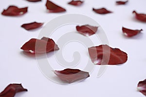 Dark red rose petals on pastel lilac background. Valentine`s day backdrop