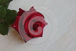 Dark red rose rested on the  wooden background.