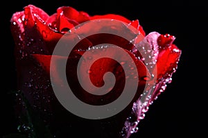 Dark red rose with water droplets.