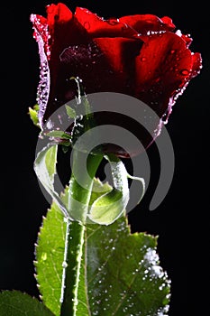 Dark red rose with water droplets.