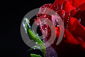 Dark red rose with water droplets.