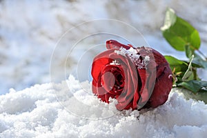 Dark red rose in the white snow  love symbol and holiday gift in winter like valentins day  copy space