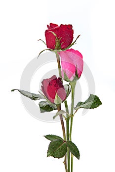 Dark red roses isolated on white