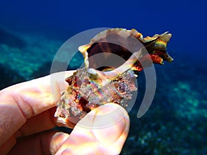 Shell of marine snail Hexaplex trunculus holded in hand under water
