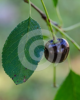 Dark-red sour cherry on branch