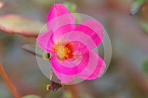 Dark red Sun plant (Portulaca grandiflora)