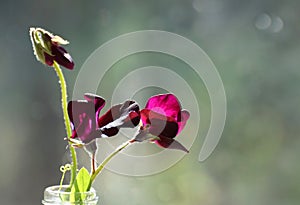 Dark red sweet pea flowers displayed in a glass bottle