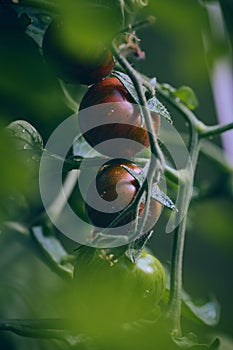 Dark red Tomatoes growing on plant