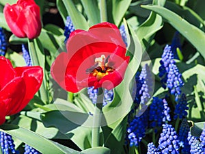 Dark red tulip with blue Bellevalia Pycnantha flowers