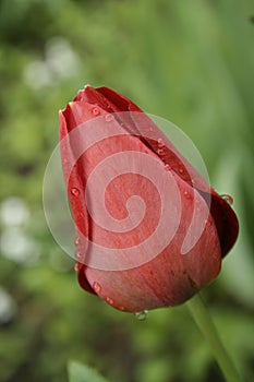 Dark red tulip