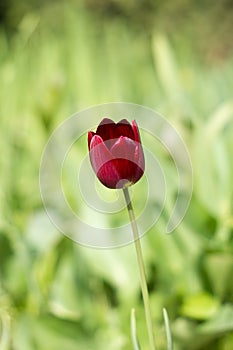 Dark red tulip on green grass background