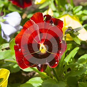 Dark Red Viola flower detailed macro, selective focus, shallow DOF