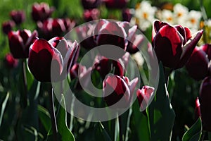 Dark red or violet tulip flowers with white edges, hybrid kind called Fontaine Bleau or Triumph tulip