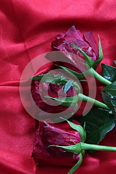 Dark red wet roses over a red abstract background