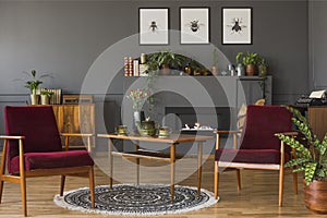 Dark red wooden armchairs in vintage flat interior with posters