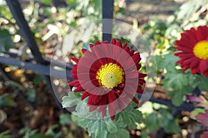 Dark red and yellow flower of Chrysanthemum in November