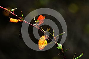 Dark red and yellow leaves in black backdrop