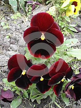 Dark red and yellow pansy flowers 'Red'