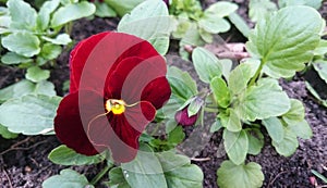 Dark red and yellow pansy flowers `Red`. Viola wittrockiana