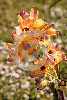 Dark red, yellow and pink Cattleya orchid blooms in a garden