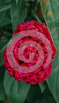 Dark redpeony flower growing in garden, vertical