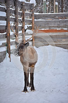 Dark reindeer with branchy antlers in winter full-length photo 1