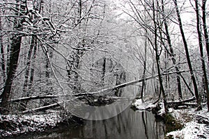 The dark river in a bleak winter forest. Fallen over the water trees covered with snow. Dull winter landscape with flowing river