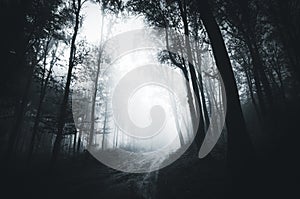 Dark road trough haunted forest