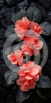 Dark And Romantic: Orange Flower Blooming Against Black Wall