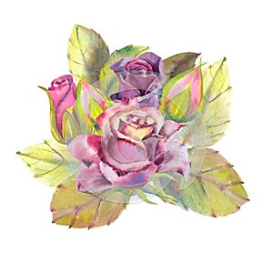 Dark rose flower, green leaves, composition . The concept of the wedding flowers. Flower poster, invitation. Watercolor