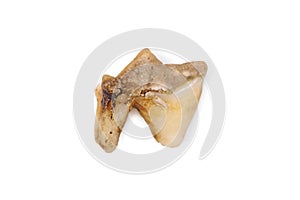 Dark rot on sick premolar cat tooth photo